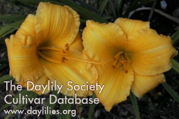 Daylily Texas Sunlight